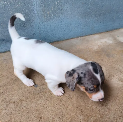 Basset(Salsichinha)