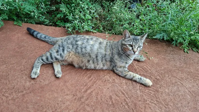 GATA CASTRADA DOCIL