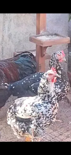 Vendemos ovos pintinhos balão sertaneja
