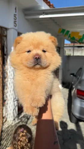 Filhote Chow Chow