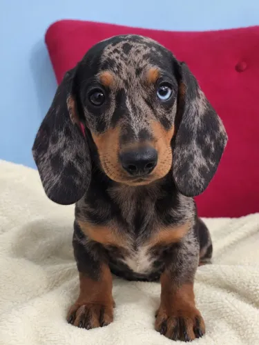 Dachshund - Machinhos 