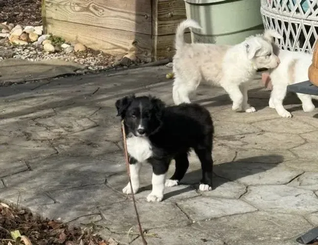 Filhotes de Border Collie | Carisma único.