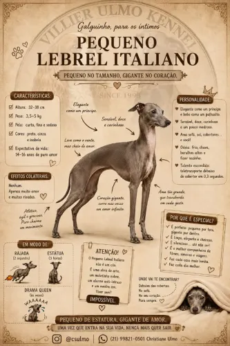 Galgo Italiano - O menor. Femeas
