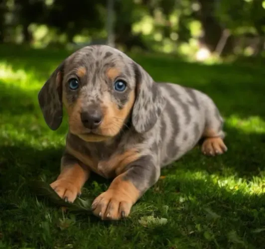 Basset Dachshund Alerquim Maravilhosos. 