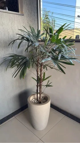 Palmeira ráfia