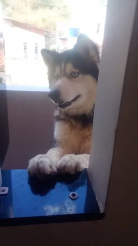 Husky Mancho Procura namorada