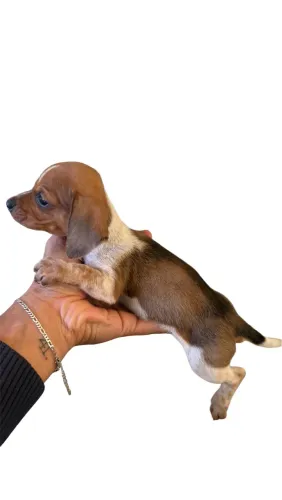 Basset