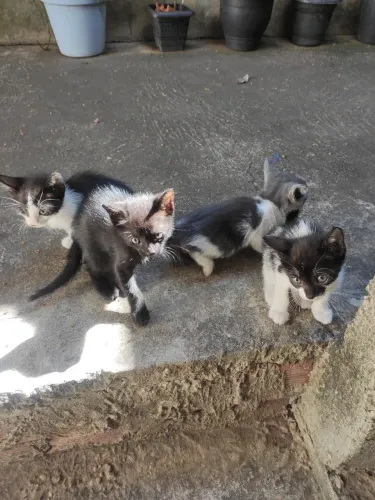 Filhotes de ? gatos pra doação
