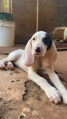 Foxhound Filhotes americano urrador