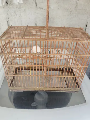 Vendo essa gaiola para curió 