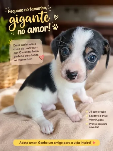 Filhote machinho fofo!