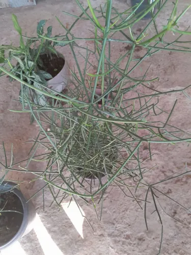 Plantas já pegadas
