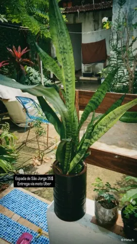 Plantas
