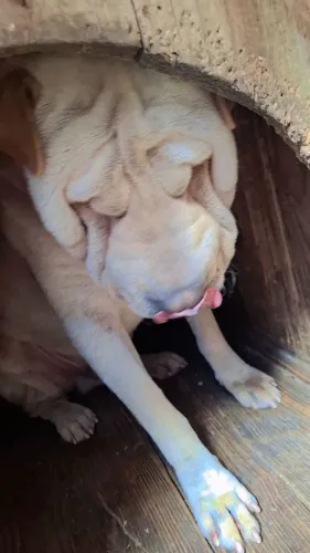 Sharpei