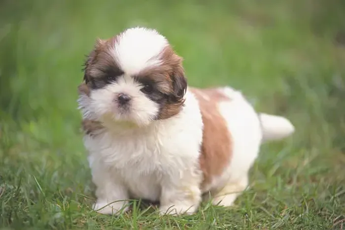 Shih Tzu Fêmea Linda Disponível
