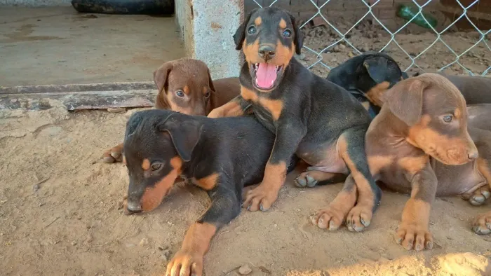Filhotes de dobermann com pedigree 
