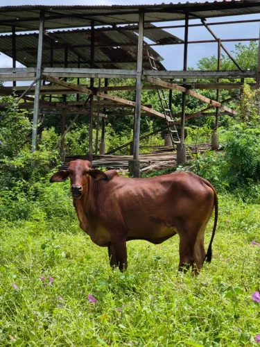 Novilhas Sindi Puras