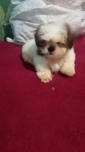 Vendo filhote de shi tzu