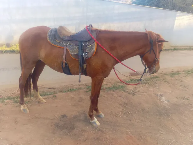 Égua linda demais boa para passeio