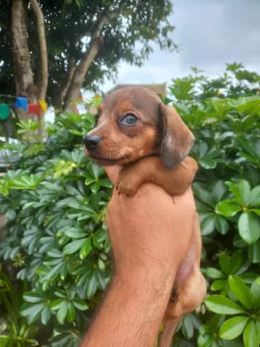 Dachshund Merle Macho - Beleza Rara e Personalidade Incrível
