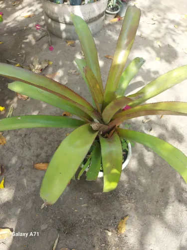 Plantas ornamentais