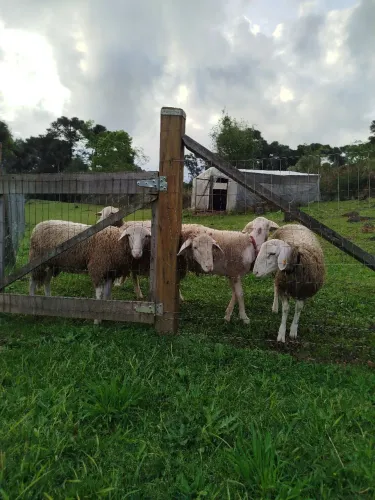Reprodutor Mestiço Lacaune com Santa Inês
