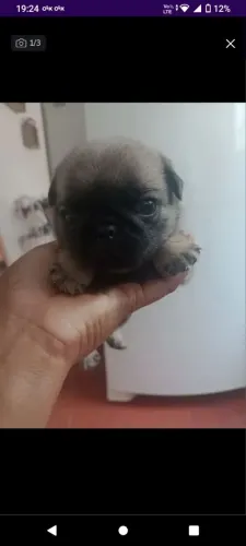 FILHOTE DE PUG 