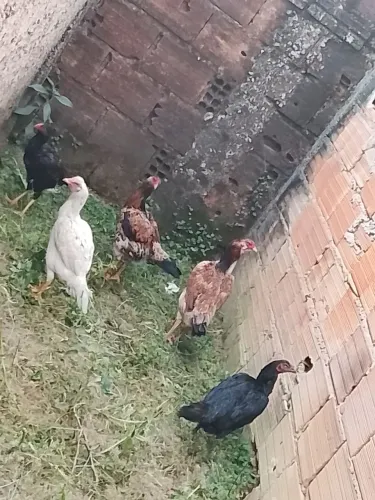 Galinhas índia 