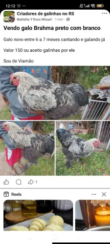 Vendo galo Brahma preto com branco 
