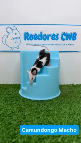 Camundongo/Topolino (Roedores CWB) 