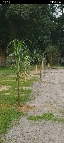VENDO LOTES EM TINGUA 