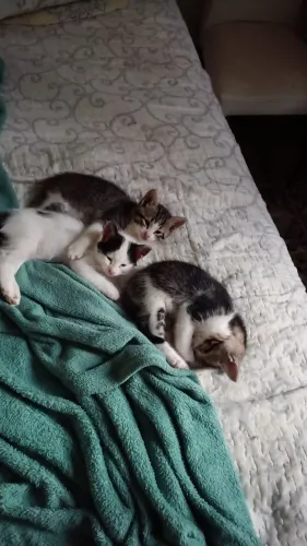 Doação de gatinhos