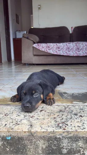 Filhote Rottweiler Femêa