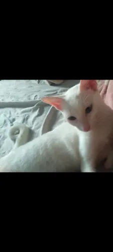 Gata branca 