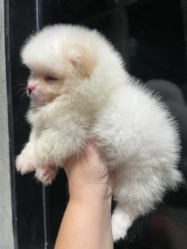 Lulu da Pomerania - Pedigree CBKC