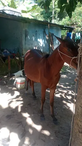 Potra
