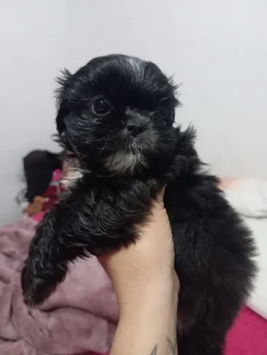 Filhote de Shitzu  macho com 47 dias vermifugado