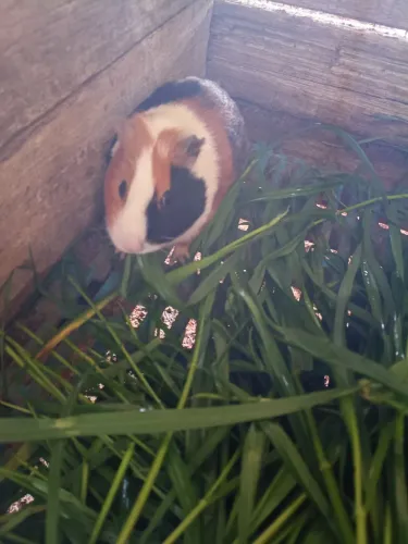 Porquinho da índia