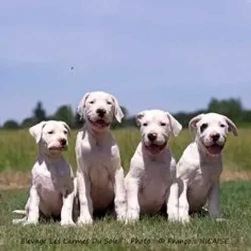 Dogo Argentino