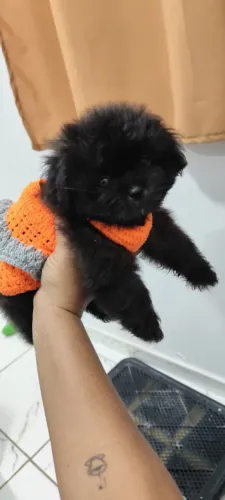 Lhasa apso 