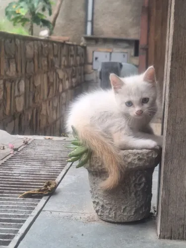 Doação Gato Filhote Branco