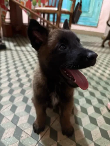 FILHOTE DE PASTOR BELGA MALINOIS