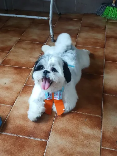 Cachorro 10 meses ,macho Shitzu preto e branco.