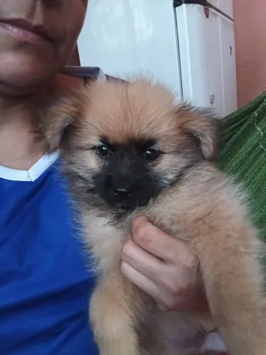 Lindo filhote de Spitz Alemão 