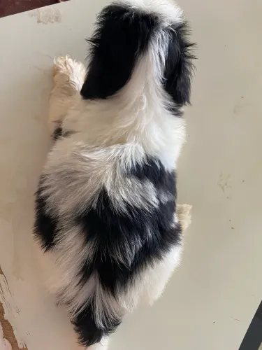 Vende- se cachorrinho lindos !! Shih Tzu!