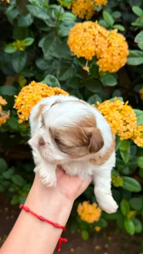 Shih Tzu FÊMEA 