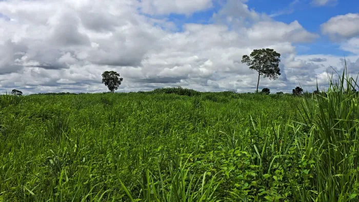 Fazenda a venda em Conceição do Tocantins 