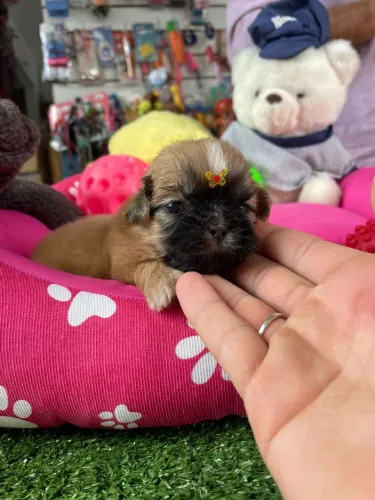 Filhote de shihtzu fêmea cor dourada para reservar