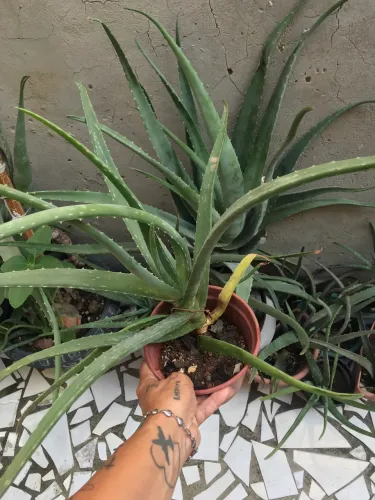 Mudas de aloé vera