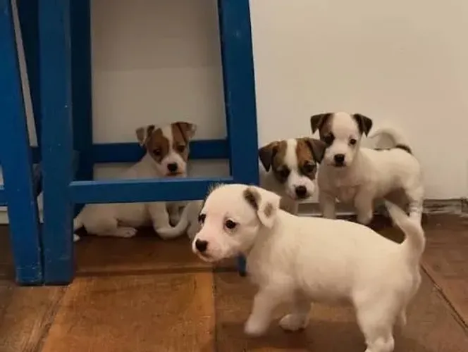 Jack russel filhotes